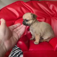 Chihuahua femmina fulva 70 giorni Kira