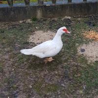 Anatra muta bianca femmina