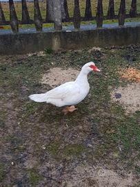 Anatra muta bianca femmina