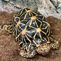 Tartaruga Geochelone Elegans Femmina