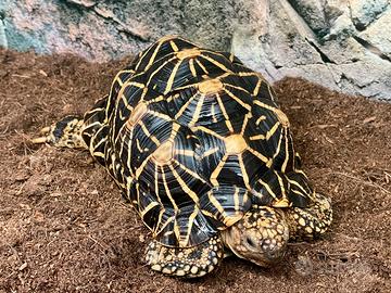 Tartaruga Geochelone Elegans Femmina