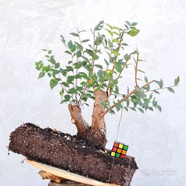 Bonsai prebonsai yamadori di Olmo