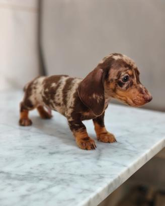 Bassotti con pedigree ENCI