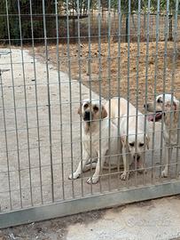 Labrador