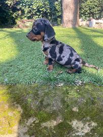 Femmina di bassotto kaninken