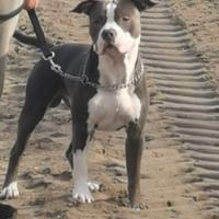 Amstaff maschio per monta