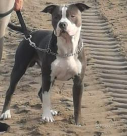 Amstaff maschio per monta