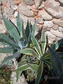 piante grandi agave 