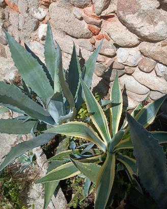 piante grandi agave 