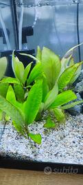piante acquario 10 piante di Hygrophila Polysperma