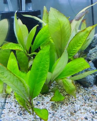 piante acquario 10 piante di Hygrophila Polysperma