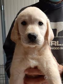 Labrador cuccioli