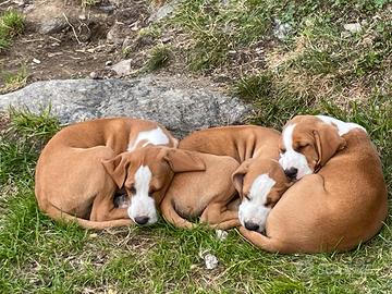 Cuccioli cane