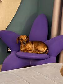 Bassotto di razza disponibile per monta