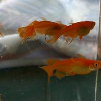 Medaka red butterfly