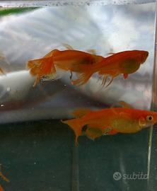 Medaka red butterfly