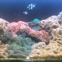 Coralli rhodactis superman e anemoni a bolle