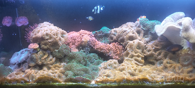 Coralli rhodactis superman e anemoni a bolle