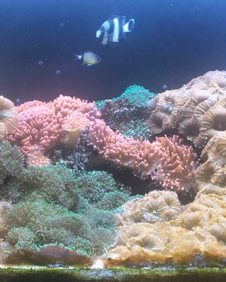 Coralli rhodactis superman e anemoni a bolle