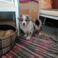 Australian Shepherd cuccioli Merle