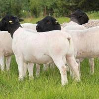 Montoncino certificato ARR - ARR (mix-dorper)