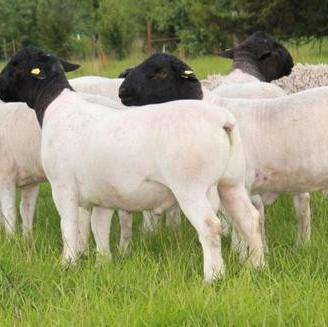 Montoncino certificato ARR - ARR (mix-dorper)