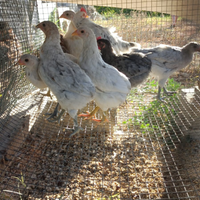 Galline Oliver Egger