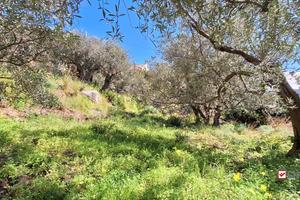 Rodia, terreno agricolo di circa 1000 mq
