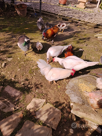 Galli, galline e anatre