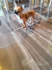 aset chihuahua mini Toy 