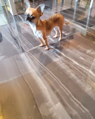 aset chihuahua mini Toy 