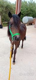 Pony femmina