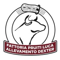 Mini Mucche Pura Razza Dexter