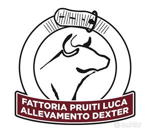 Mini Mucche Pura Razza Dexter