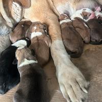 Cuccioli di pastore dell'Asia centrale