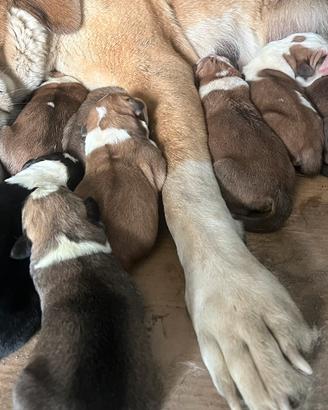 Cuccioli di pastore dell'Asia centrale