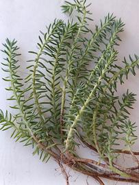 10 rametti SedumBorracina pianta succulenta grassa