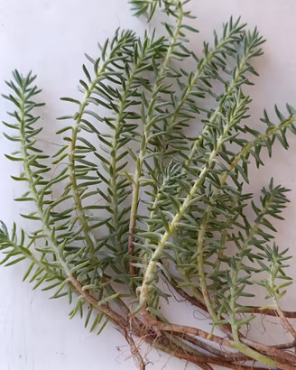 10 rametti SedumBorracina pianta succulenta grassa
