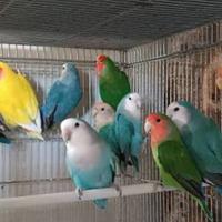 Inseparabili e cocorite