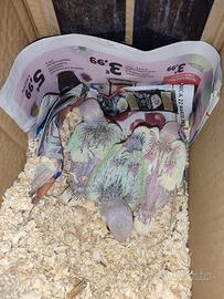 Parrocchetti dal collare