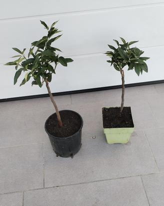 pianta kumquat 