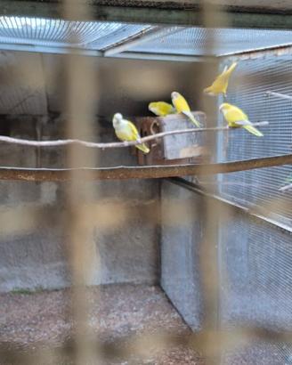 Pappagalli monaci coppie e pulletti