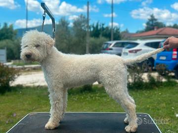 lagotto romagnolo 