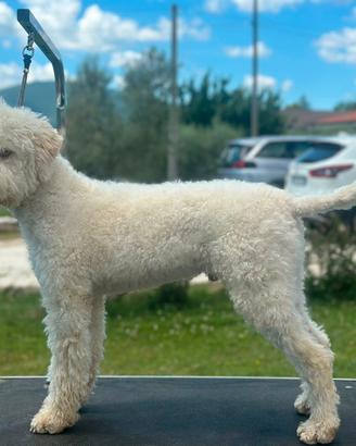 lagotto romagnolo 