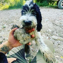 Incrocio lagotto romagnolo/cocker