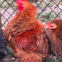 Galli Cocincina nana riccia