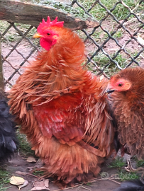 Galli Cocincina nana riccia