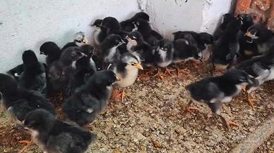 Pulcini di gallina