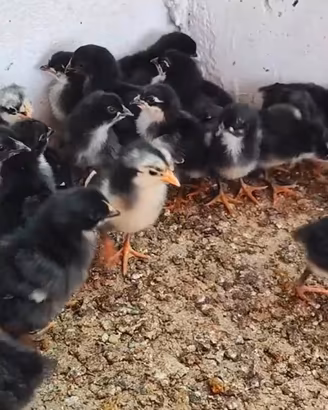 Pulcini di gallina