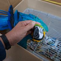 Piccolo di 2 mesi ararauna prende 2 poppate